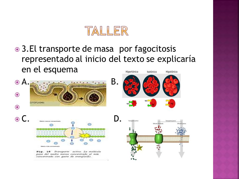 TALLER 3.El transporte de masa por fagocitosis representado al inicio del texto se explicaría en el esquema.
