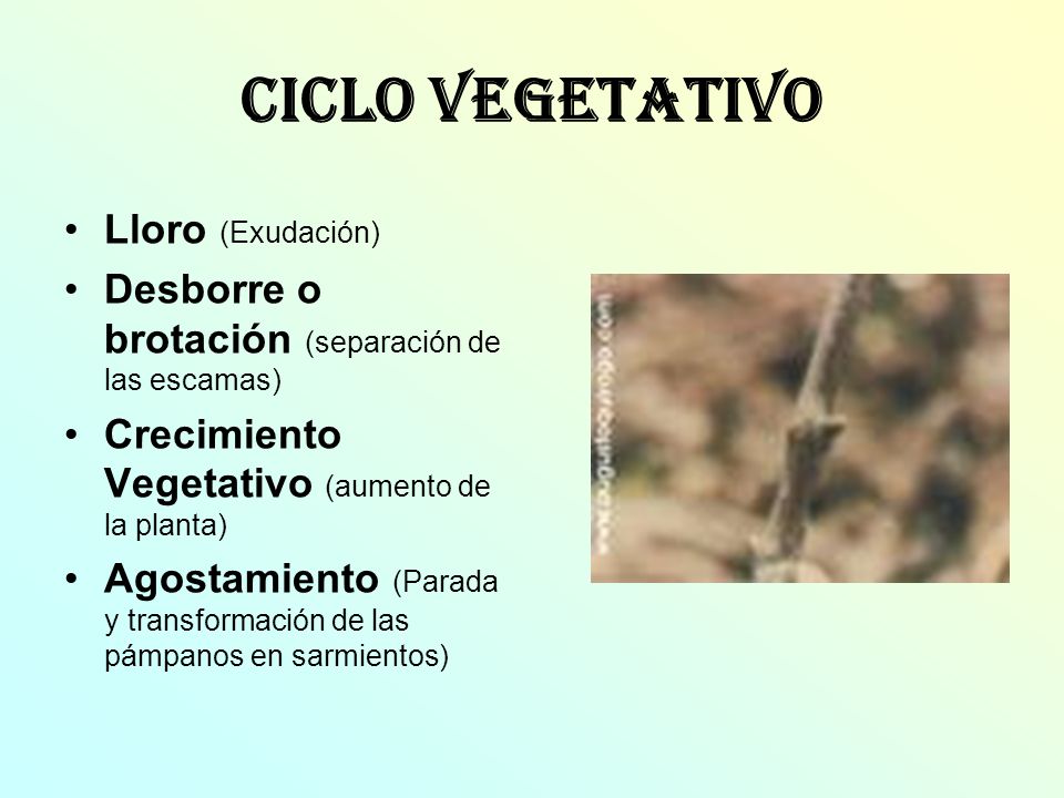 Ciclo Vegetativo Lloro (Exudación)