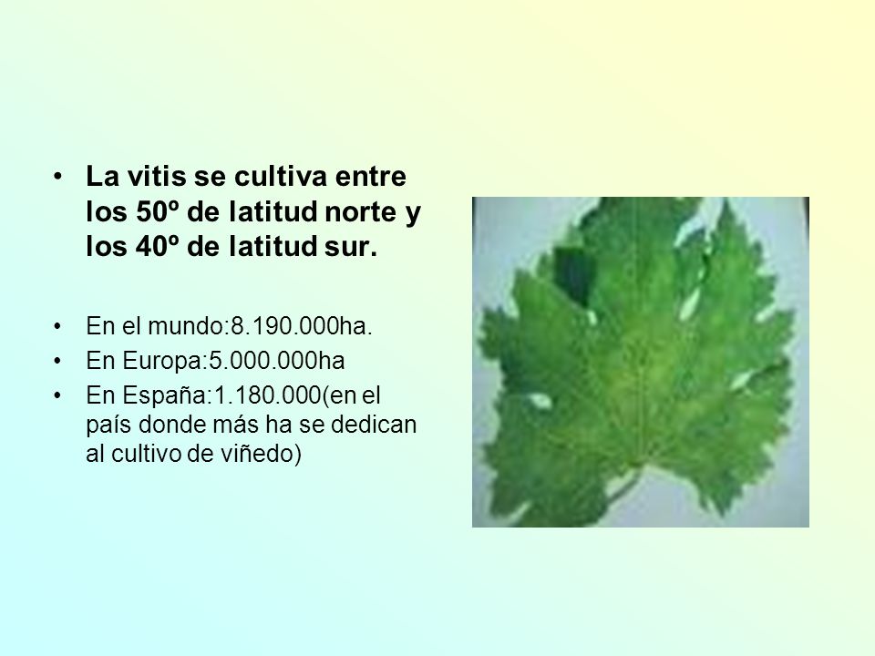 La vitis se cultiva entre los 50º de latitud norte y los 40º de latitud sur.