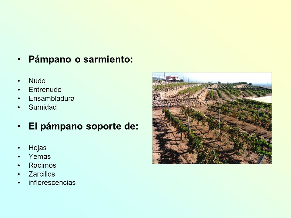 Pámpano o sarmiento: El pámpano soporte de: Nudo Entrenudo