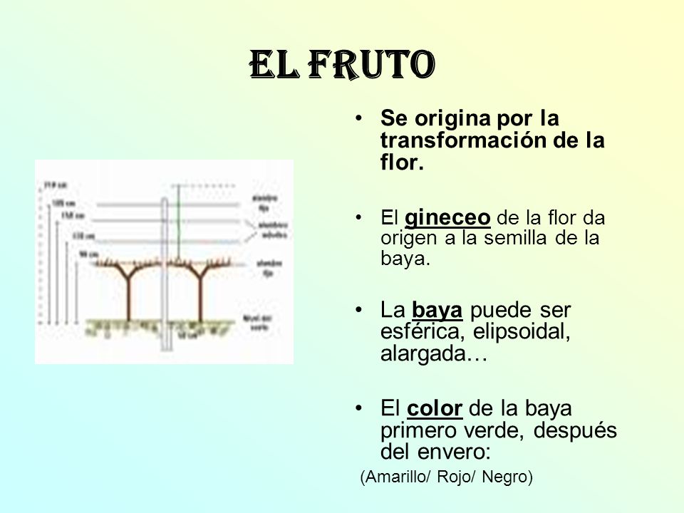 El Fruto Se origina por la transformación de la flor.
