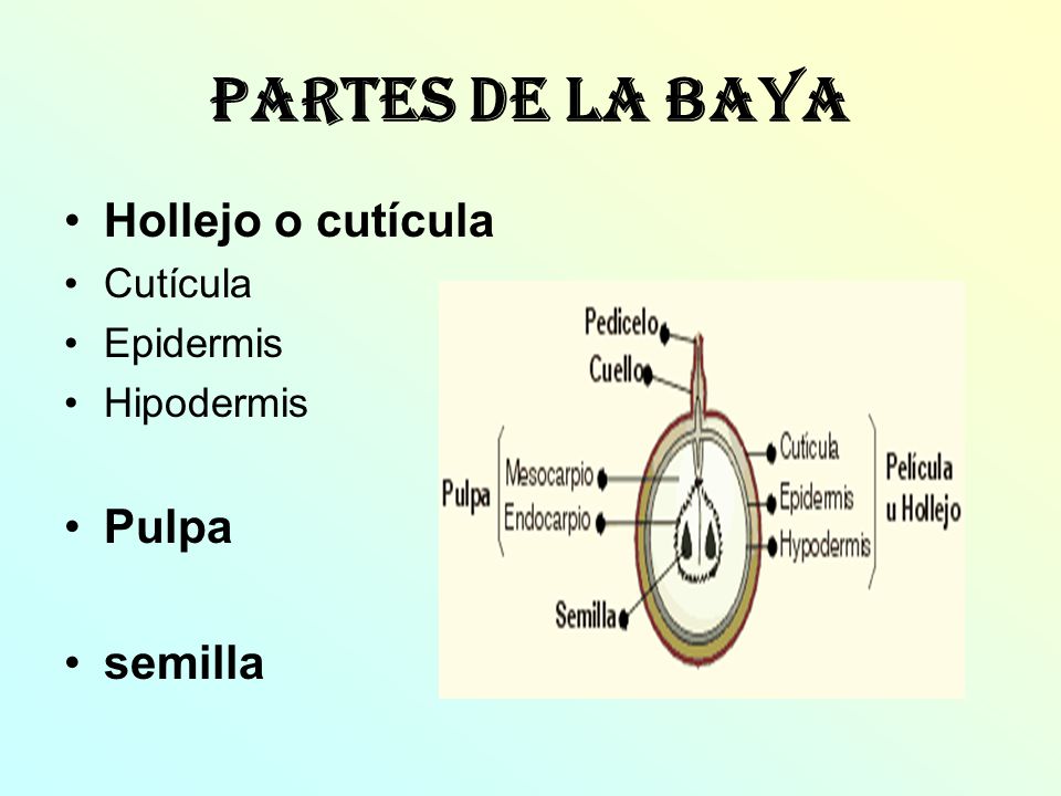 Partes De La Baya Hollejo o cutícula Pulpa semilla Cutícula Epidermis