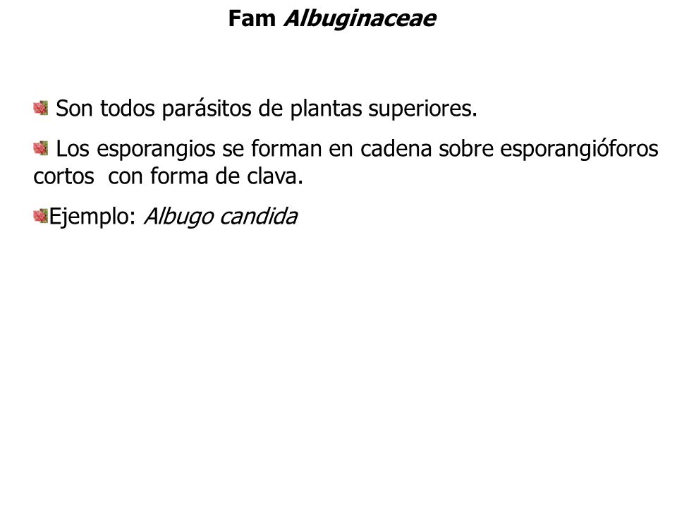 Fam Albuginaceae Son todos parásitos de plantas superiores. Los esporangios se forman en cadena sobre esporangióforos cortos con forma de clava.