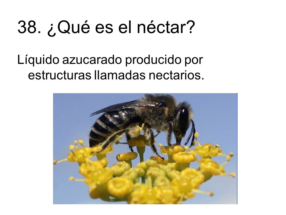 38. ¿Qué es el néctar Líquido azucarado producido por estructuras llamadas nectarios.