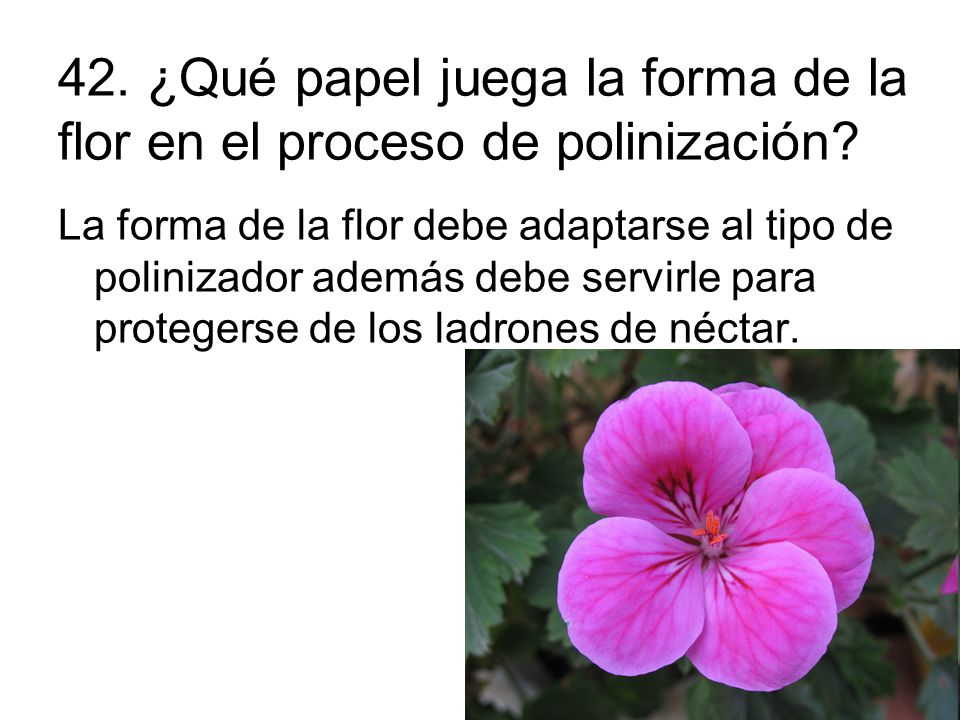 42. ¿Qué papel juega la forma de la flor en el proceso de polinización