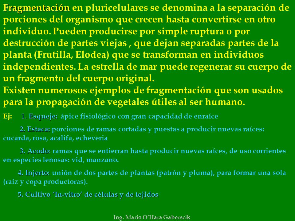 Fragmentación en pluricelulares se denomina a la separación de porciones del organismo que crecen hasta convertirse en otro individuo. Pueden producirse por simple ruptura o por destrucción de partes viejas , que dejan separadas partes de la planta (Frutilla, Elodea) que se transforman en individuos independientes. La estrella de mar puede regenerar su cuerpo de un fragmento del cuerpo original. Existen numerosos ejemplos de fragmentación que son usados para la propagación de vegetales útiles al ser humano.