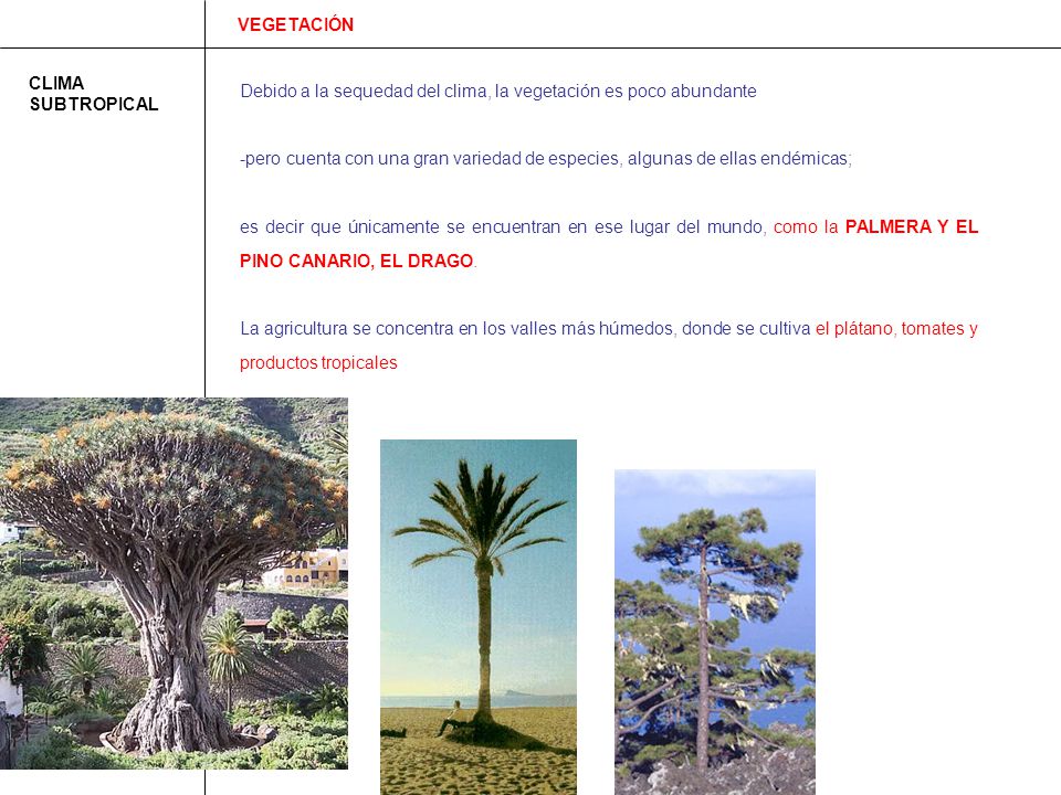 VEGETACIÓN CLIMA SUBTROPICAL. Debido a la sequedad del clima, la vegetación es poco abundante.