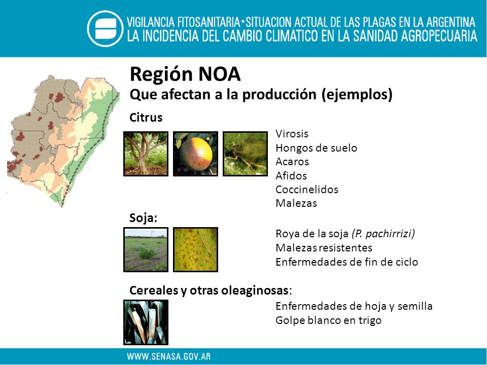 Región NOA Que afectan a la producción (ejemplos) Citrus Virosis Soja: