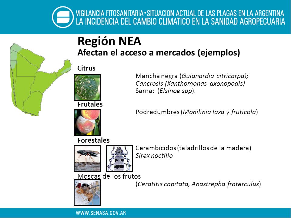 Región NEA Afectan el acceso a mercados (ejemplos) Citrus Frutales