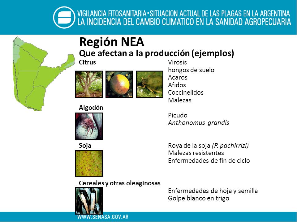 Región NEA Que afectan a la producción (ejemplos) Citrus Virosis