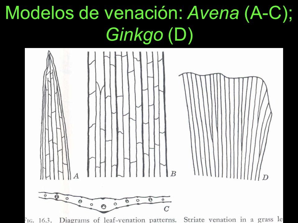 Modelos de venación: Avena (A-C); Ginkgo (D)