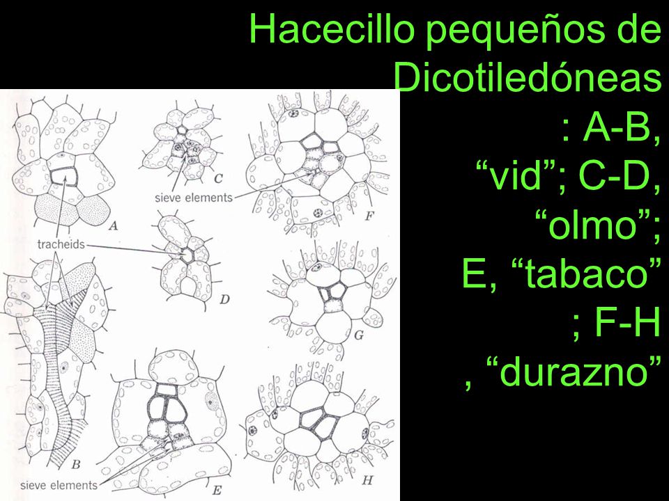 Hacecillo pequeños de Dicotiledóneas : A-B, vid ; C-D, olmo ; E, tabaco ; F-H , durazno