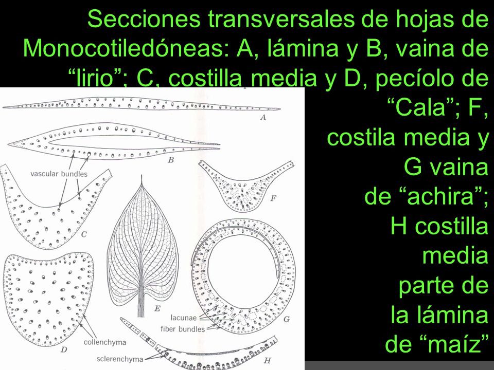 Secciones transversales de hojas de Monocotiledóneas: A, lámina y B, vaina de lirio ; C, costilla media y D, pecíolo de Cala ; F, costila media y G vaina de achira ; H costilla media parte de la lámina de maíz