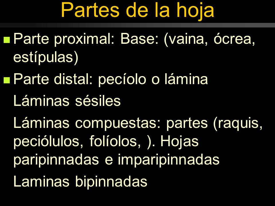 Partes de la hoja Parte proximal: Base: (vaina, ócrea, estípulas)