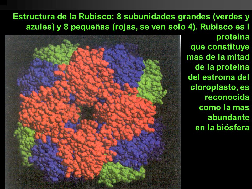 Estructura de la Rubisco: 8 subunidades grandes (verdes y azules) y 8 pequeñas (rojas, se ven solo 4).