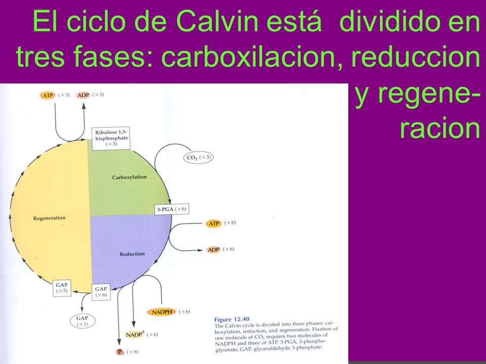 El ciclo de Calvin está dividido en tres fases: carboxilacion, reduccion y regene- racion