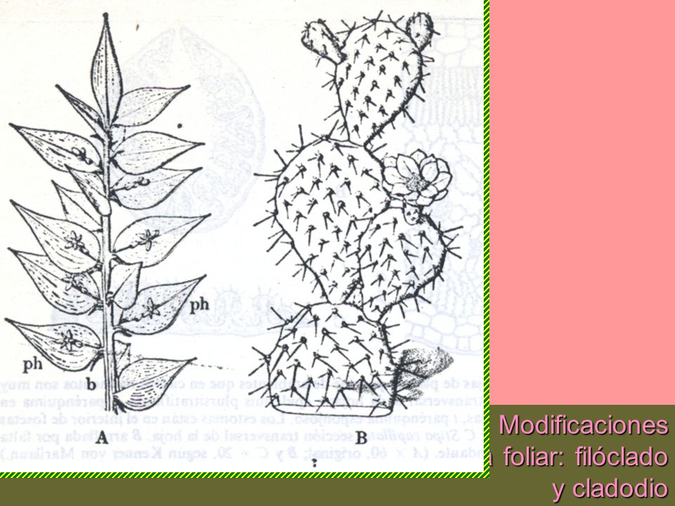 Modificaciones de tallo: cumplen la función de la lámina foliar: filóclado y cladodio