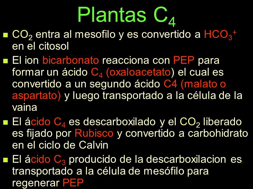 Plantas C4 CO2 entra al mesofilo y es convertido a HCO3+ en el citosol