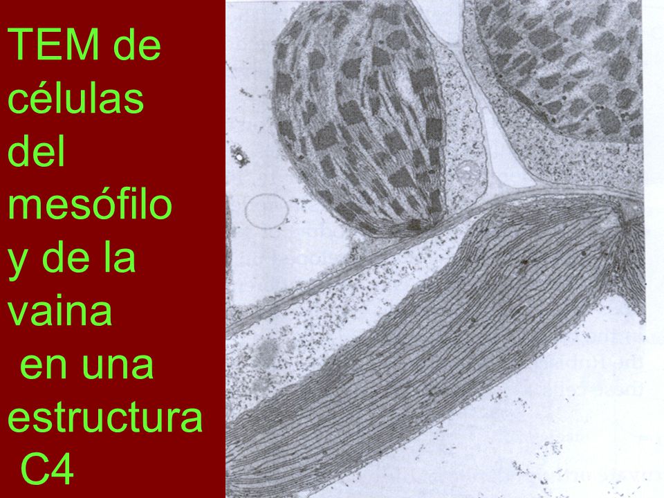 TEM de células del mesófilo y de la vaina en una estructura C4