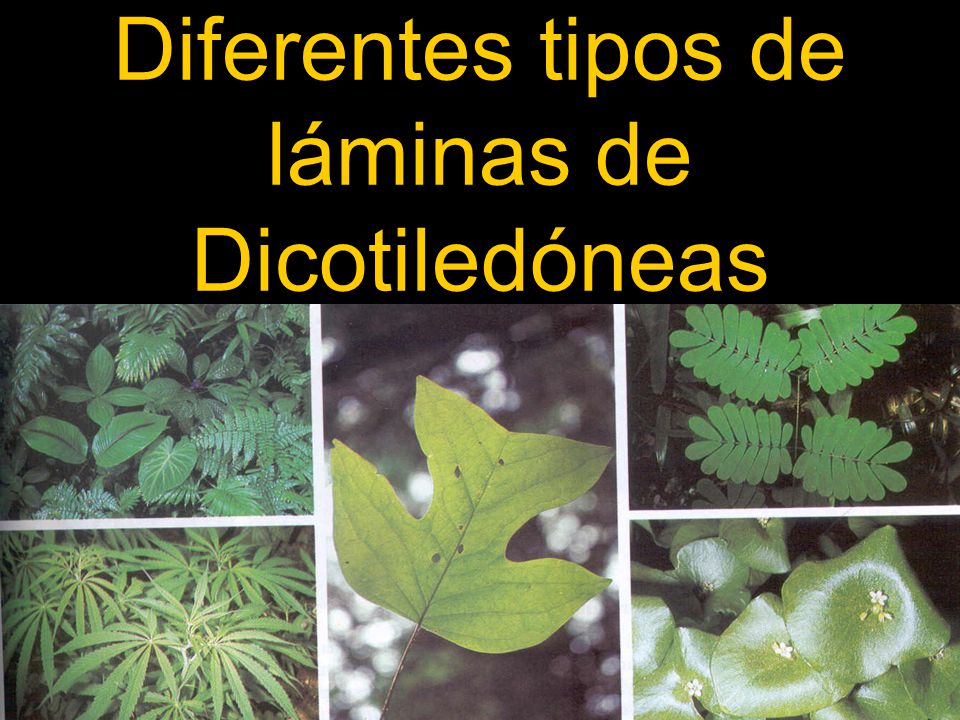 Diferentes tipos de láminas de Dicotiledóneas