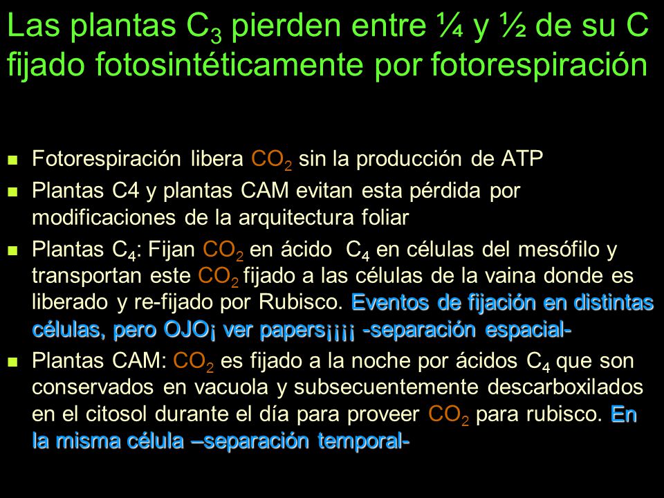 Las plantas C3 pierden entre ¼ y ½ de su C fijado fotosintéticamente por fotorespiración