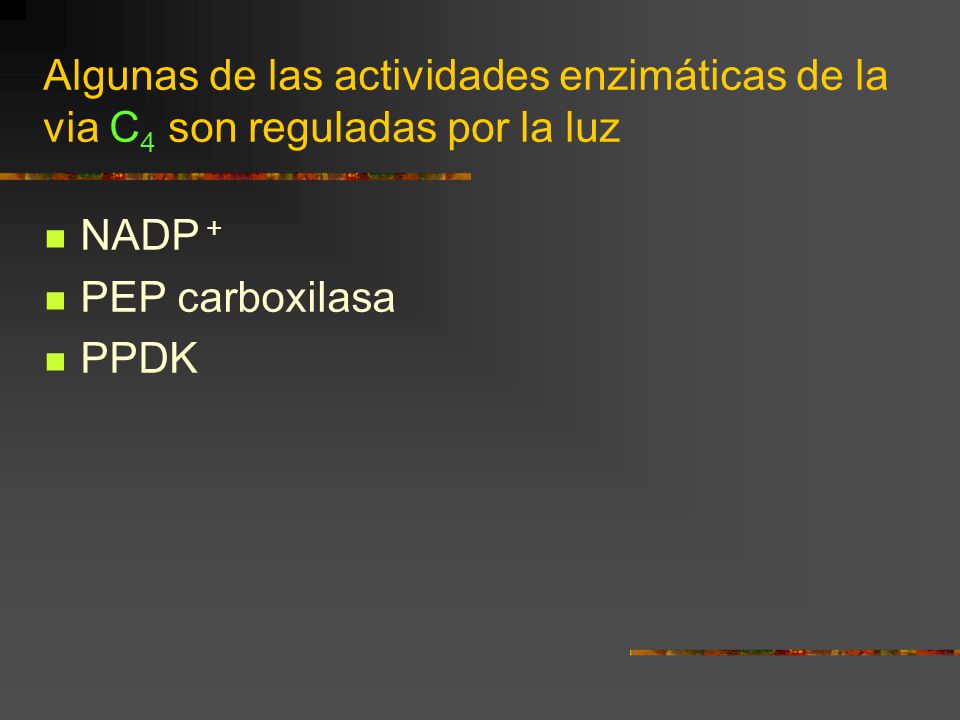 Algunas de las actividades enzimáticas de la via C4 son reguladas por la luz