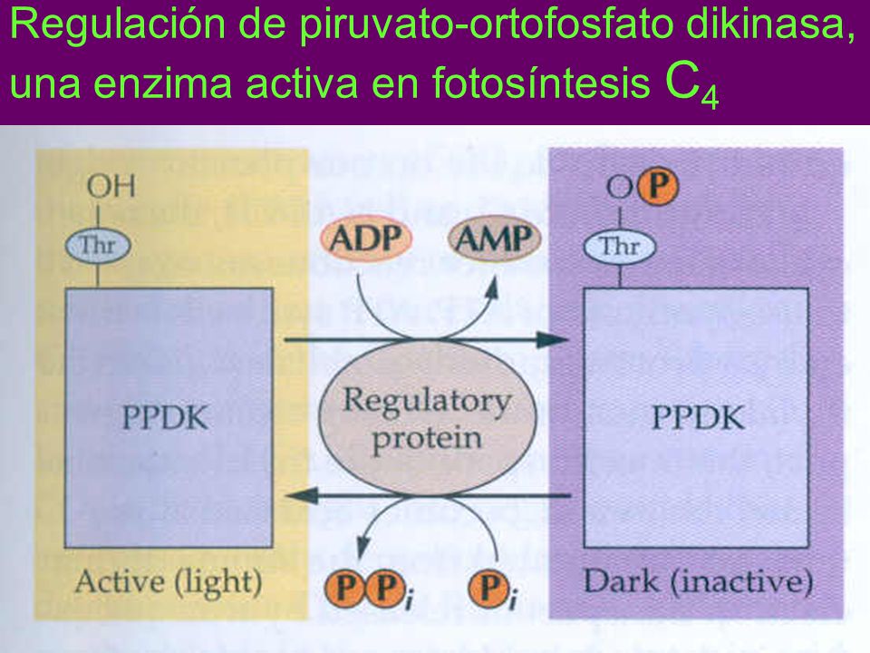 Regulación de piruvato-ortofosfato dikinasa, una enzima activa en fotosíntesis C4