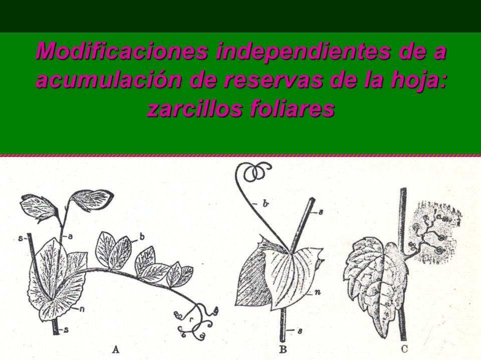 Modificaciones independientes de a acumulación de reservas de la hoja: zarcillos foliares