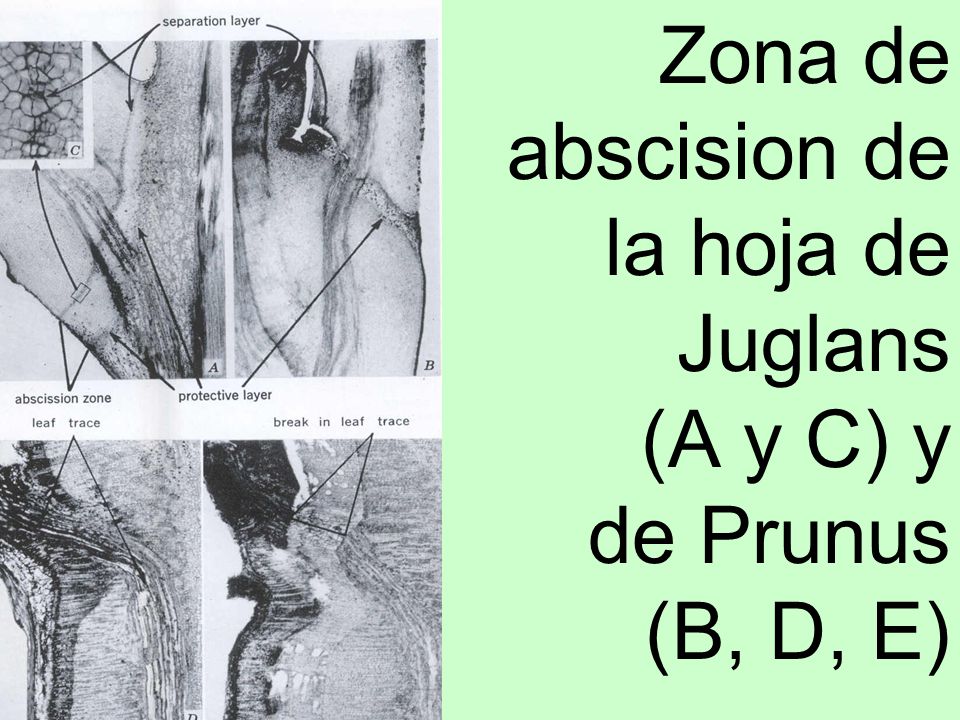 Zona de abscision de la hoja de Juglans (A y C) y de Prunus (B, D, E)