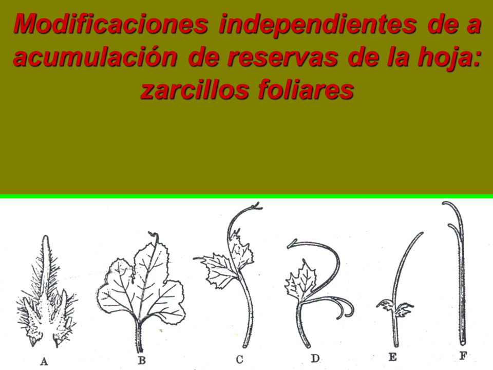 Modificaciones independientes de a acumulación de reservas de la hoja: zarcillos foliares