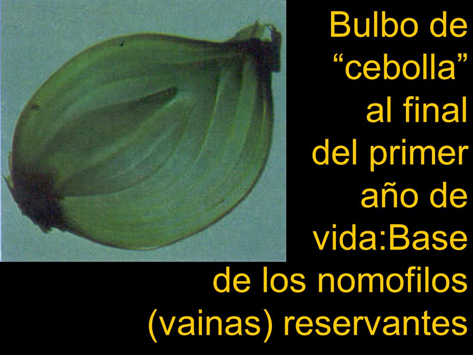 Bulbo de cebolla al final del primer año de vida:Base de los nomofilos (vainas) reservantes