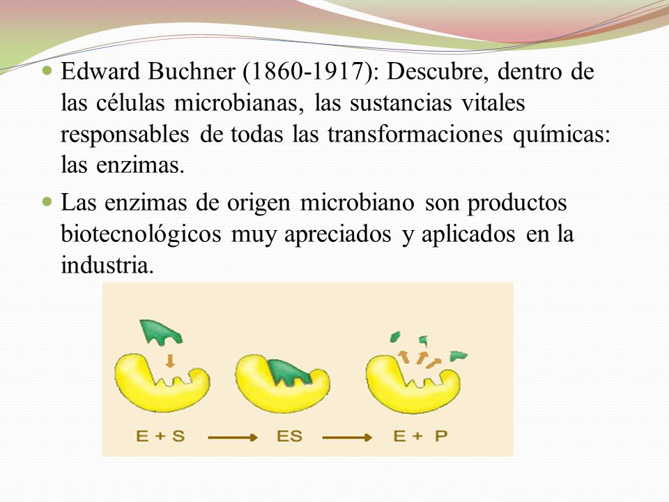 Edward Buchner ( ): Descubre, dentro de las células microbianas, las sustancias vitales responsables de todas las transformaciones químicas: las enzimas.