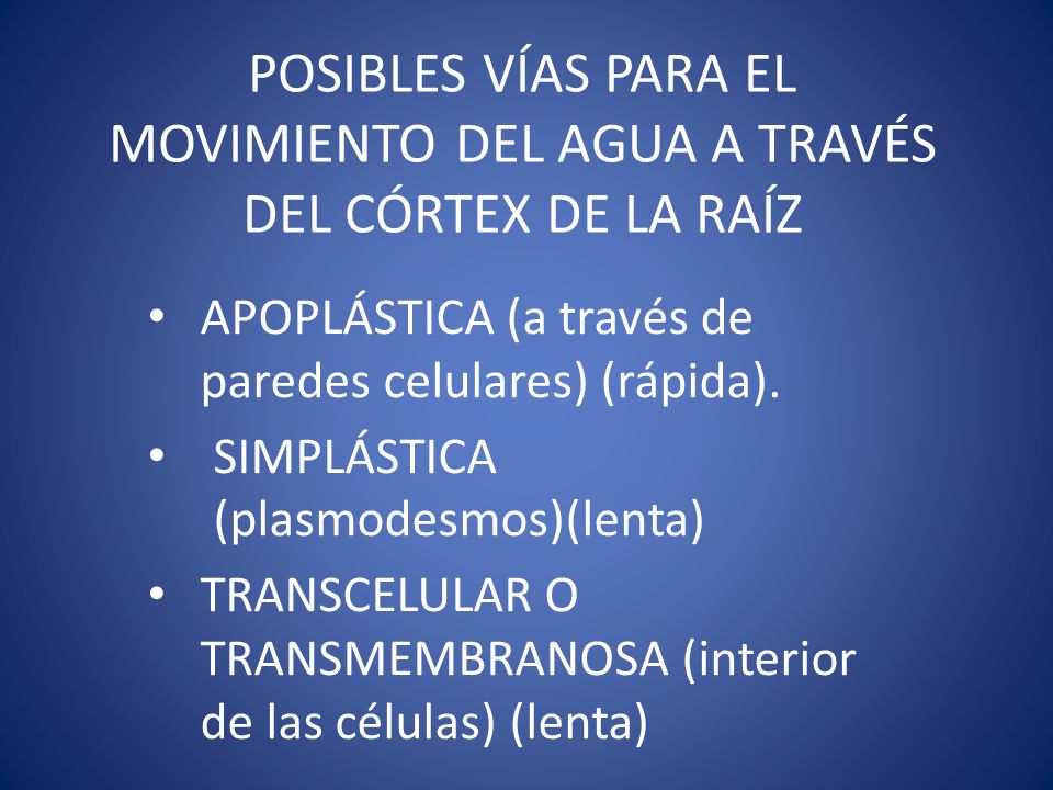 POSIBLES VÍAS PARA EL MOVIMIENTO DEL AGUA A TRAVÉS DEL CÓRTEX DE LA RAÍZ