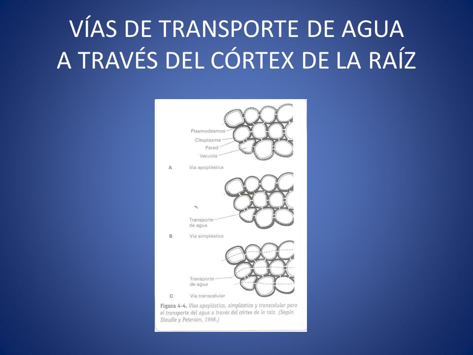 VÍAS DE TRANSPORTE DE AGUA A TRAVÉS DEL CÓRTEX DE LA RAÍZ