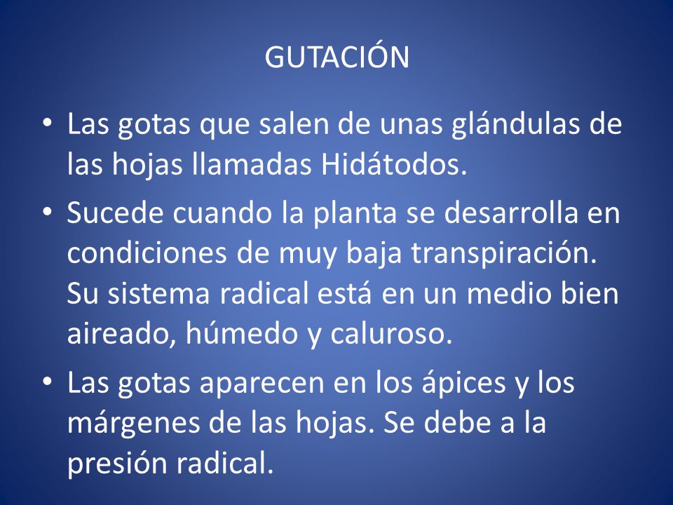 GUTACIÓN Las gotas que salen de unas glándulas de las hojas llamadas Hidátodos.