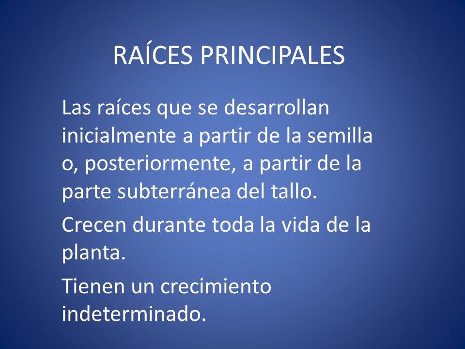 RAÍCES PRINCIPALES Las raíces que se desarrollan inicialmente a partir de la semilla o, posteriormente, a partir de la parte subterránea del tallo.