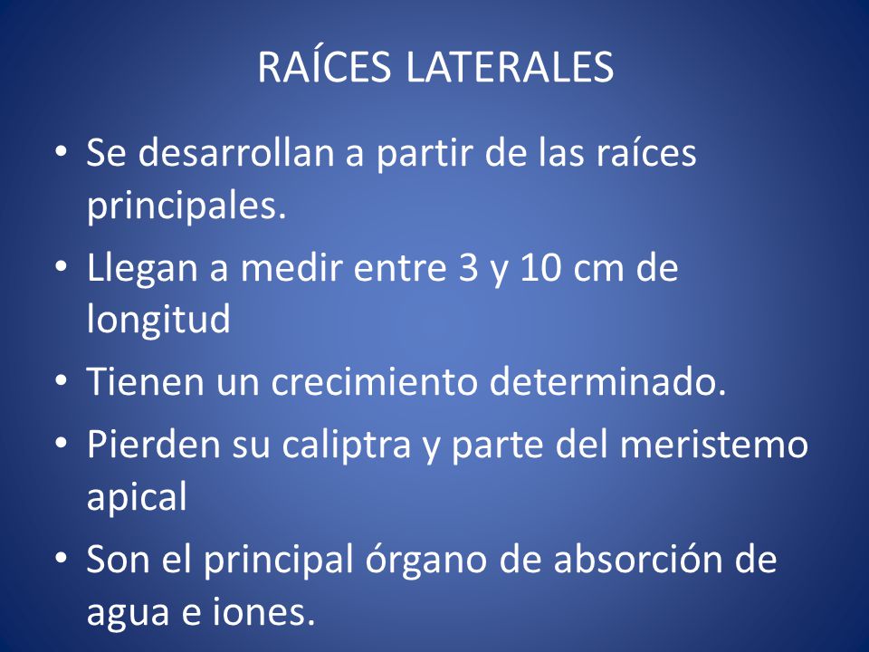 RAÍCES LATERALES Se desarrollan a partir de las raíces principales.
