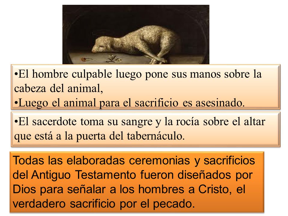 El hombre culpable luego pone sus manos sobre la cabeza del animal,