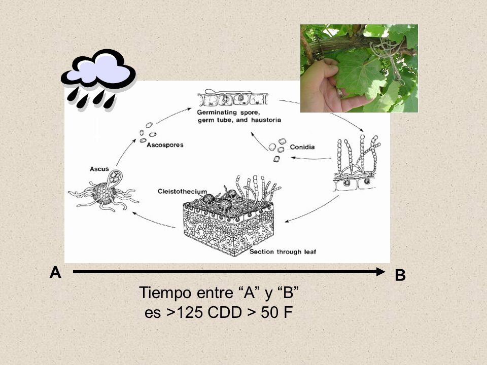 A B Tiempo entre A y B es >125 CDD > 50 F