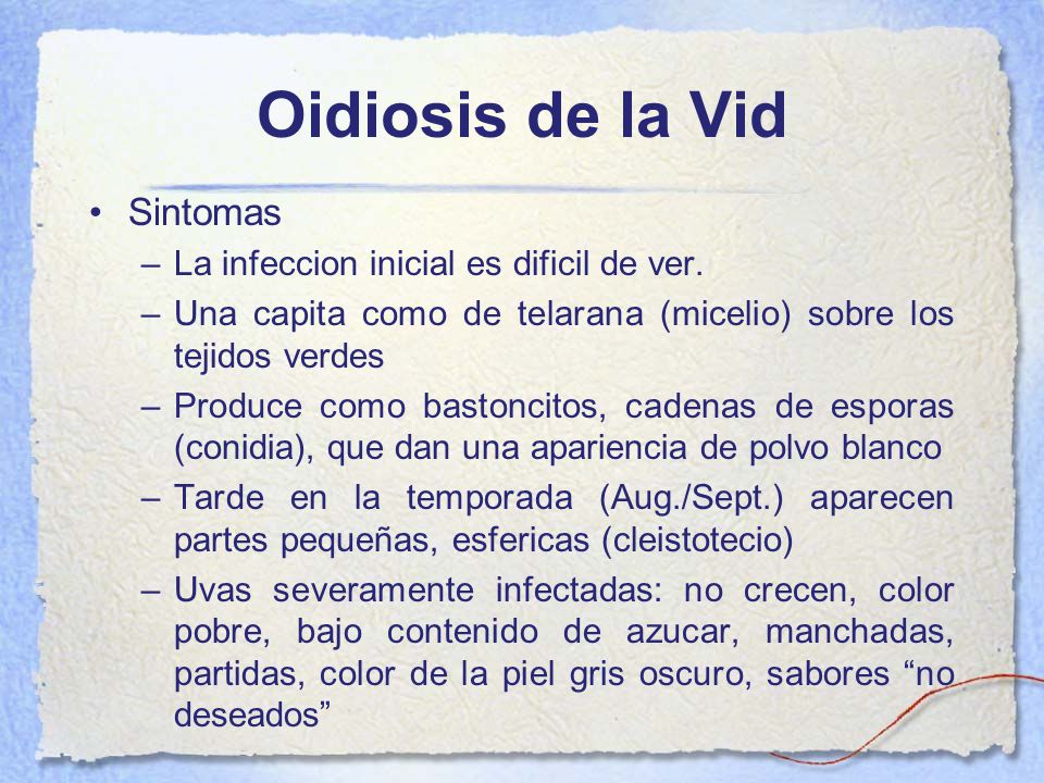 Oidiosis de la Vid Sintomas La infeccion inicial es dificil de ver.