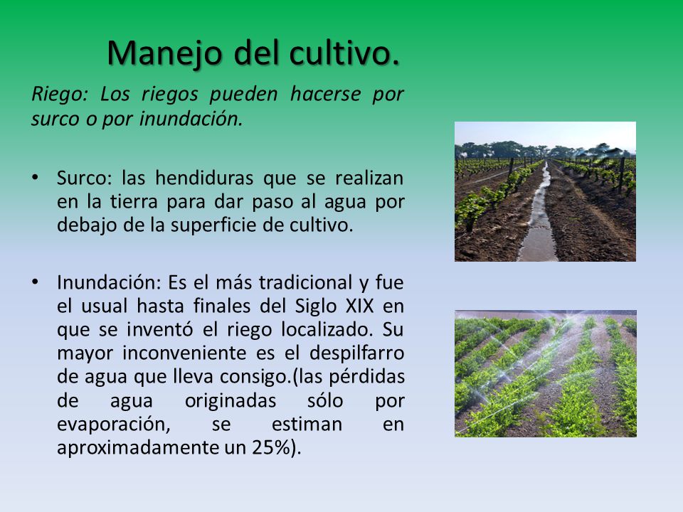 Manejo del cultivo. Riego: Los riegos pueden hacerse por surco o por inundación.