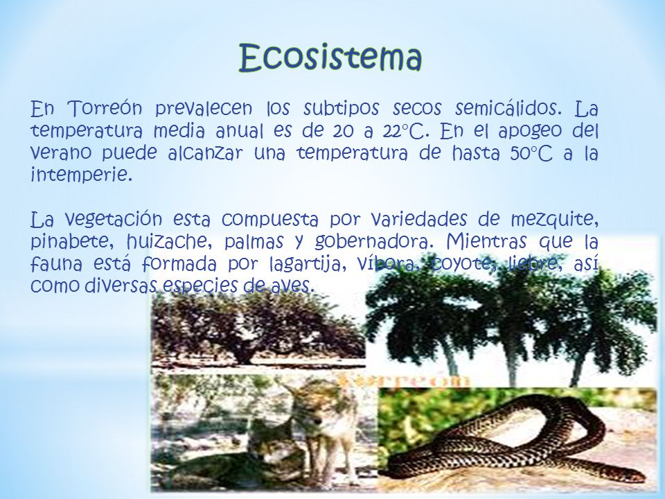 Ecosistema