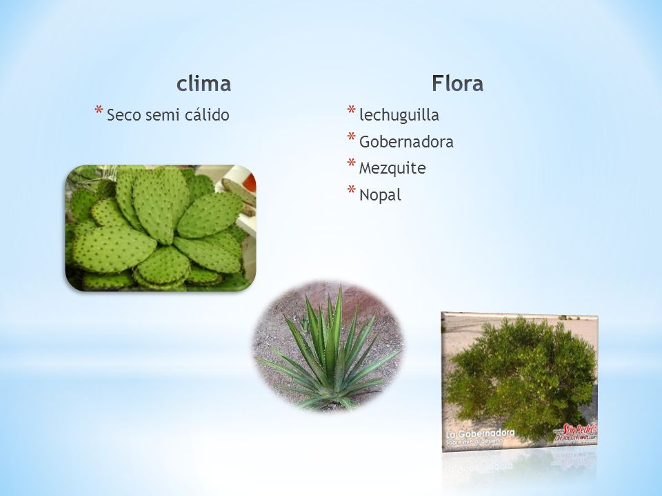 clima Flora Seco semi cálido lechuguilla Gobernadora Mezquite Nopal