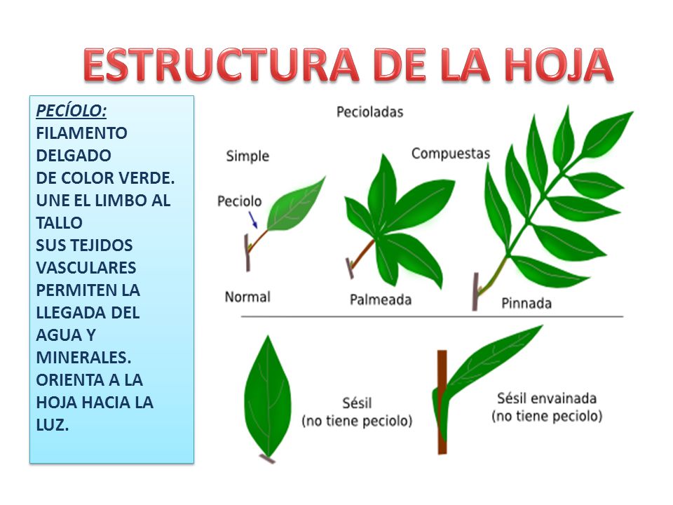 ESTRUCTURA DE LA HOJA PECÍOLO: FILAMENTO DELGADO DE COLOR VERDE.