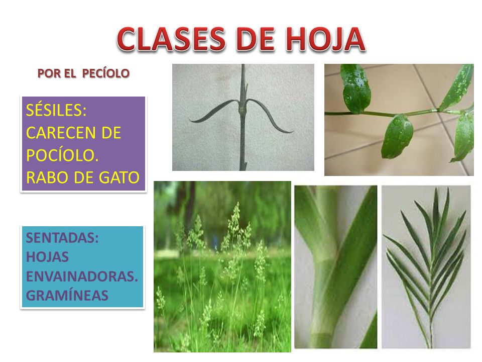 CLASES DE HOJA SÉSILES: CARECEN DE POCÍOLO. RABO DE GATO