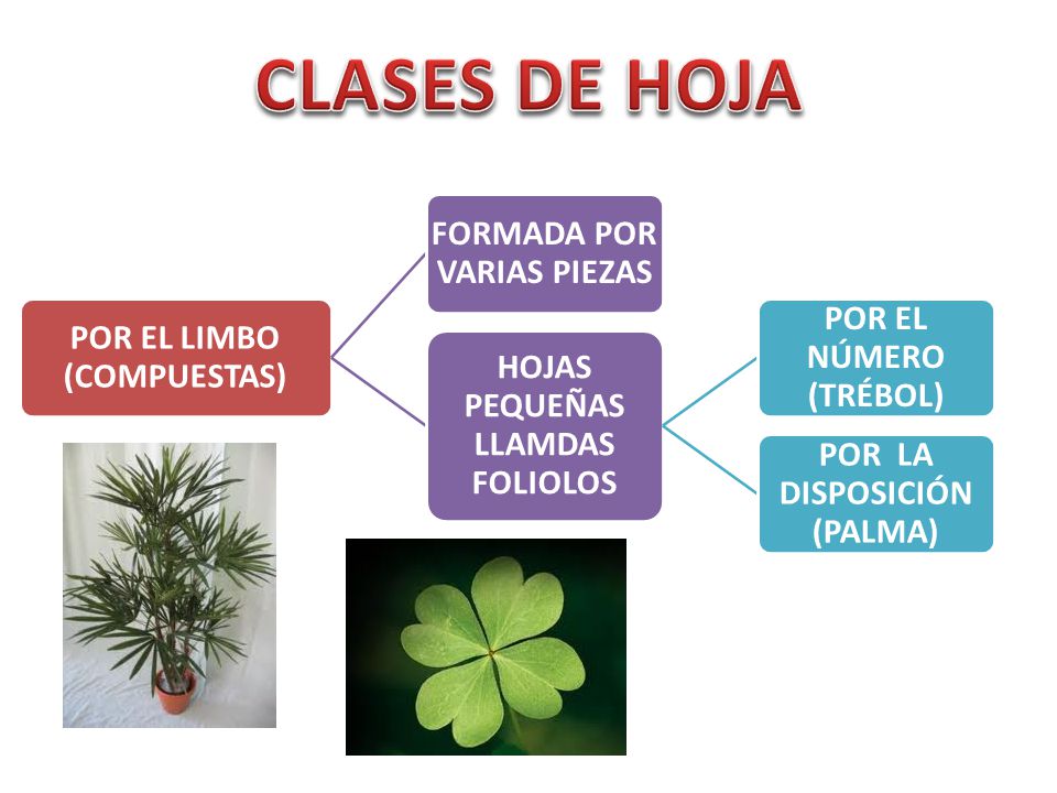 CLASES DE HOJA POR EL LIMBO (COMPUESTAS) FORMADA POR VARIAS PIEZAS