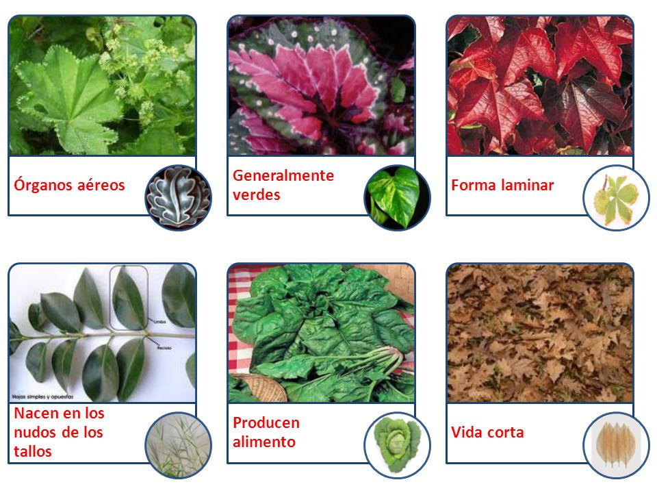 Órganos aéreos Generalmente verdes. Forma laminar. Nacen en los nudos de los tallos. Producen alimento.