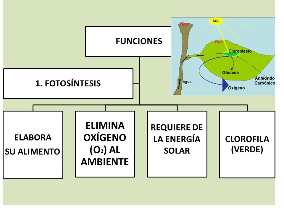 ELIMINA OXÍGENO (O2) AL AMBIENTE REQUIERE DE LA ENERGÍA SOLAR