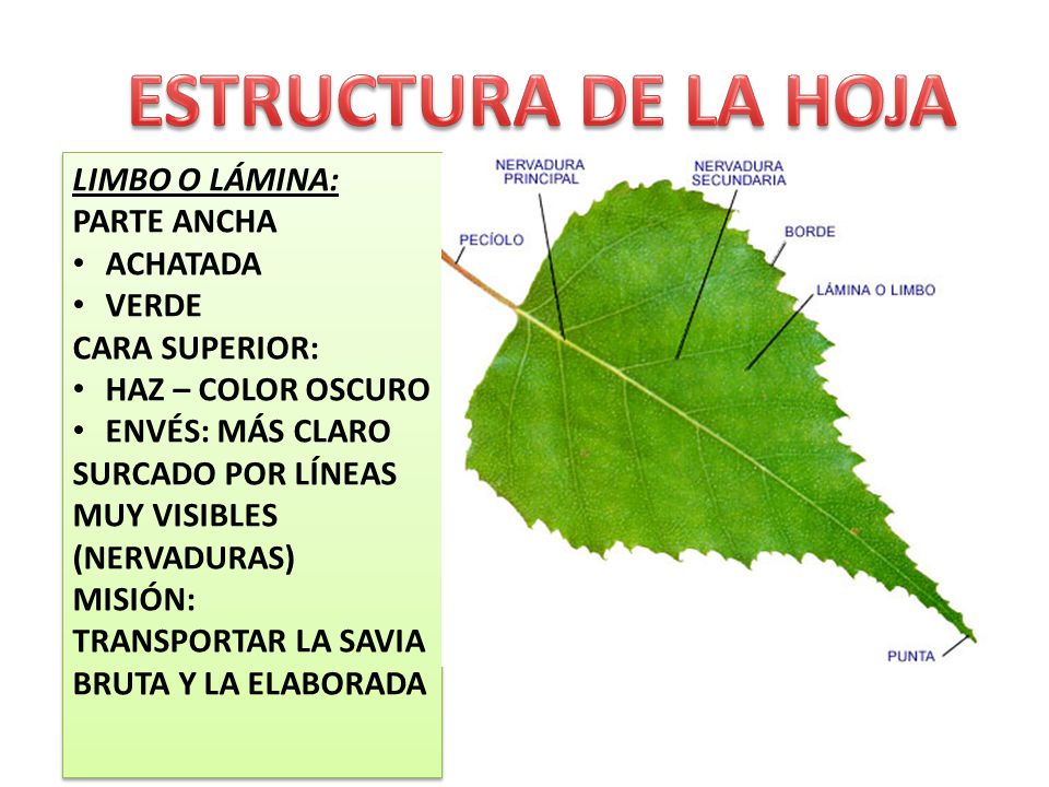 ESTRUCTURA DE LA HOJA LIMBO O LÁMINA: PARTE ANCHA ACHATADA VERDE