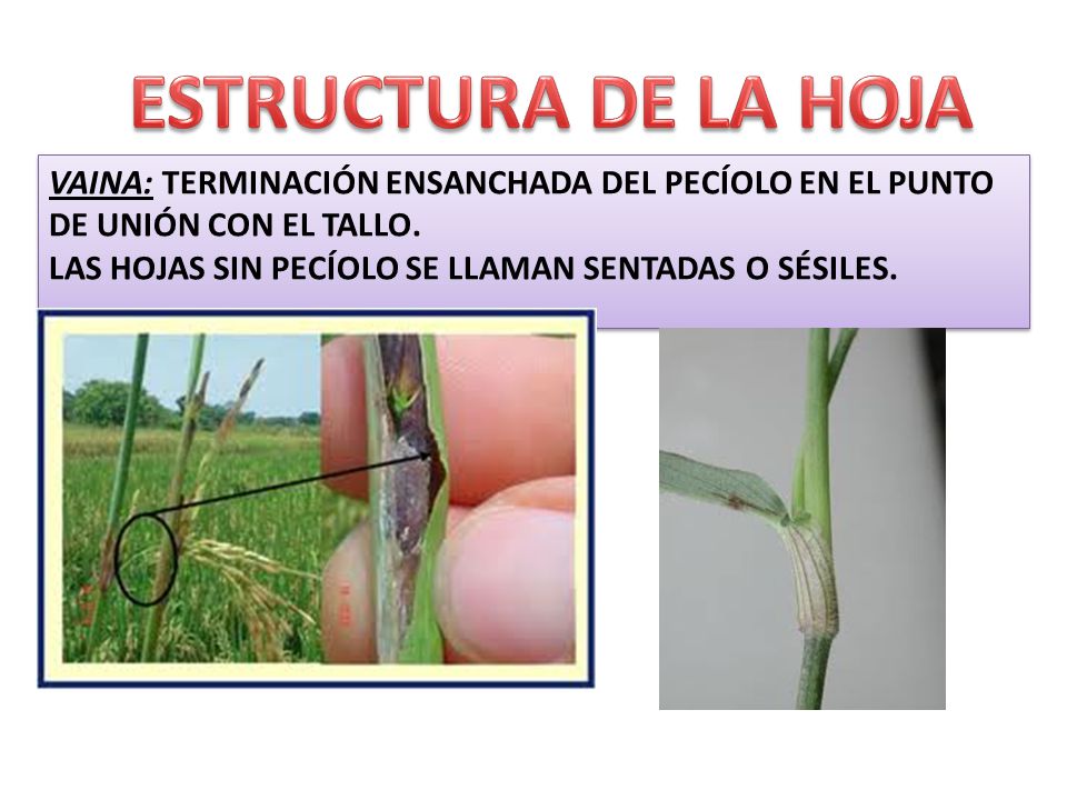 ESTRUCTURA DE LA HOJA VAINA: TERMINACIÓN ENSANCHADA DEL PECÍOLO EN EL PUNTO DE UNIÓN CON EL TALLO.